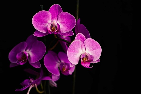 Comment organiser le déménagement d'une collection d'orchidées rares ?