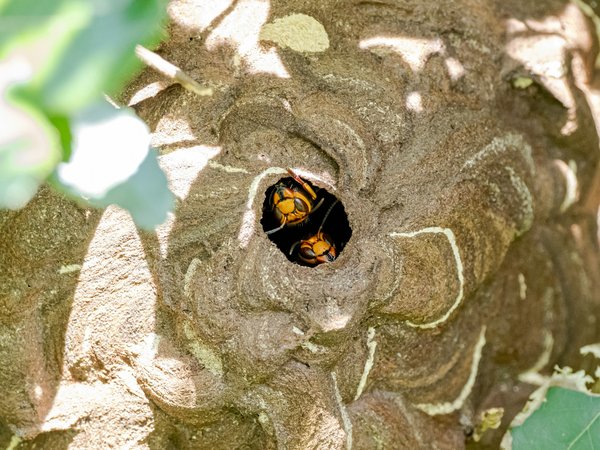 Piège à frelon asiatique : protectez vos ruches écologiquement
